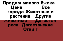 Продам милого ёжика › Цена ­ 10 000 - Все города Животные и растения » Другие животные   . Дагестан респ.,Дагестанские Огни г.